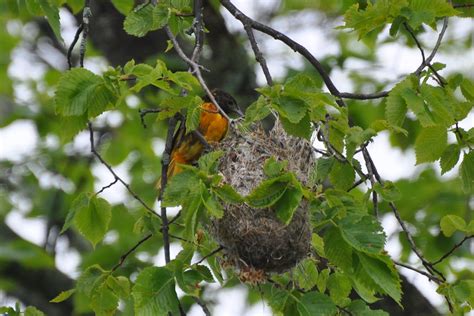 Partners in flight estimates the global breeding population at 12 million, with 82 percent spending part of the year in the u.s., 18 percent breeding in canada, and 24 percent wintering in or migrating through mexico. Baltimore Oriole and Nest | I came across an Oriole nest ...