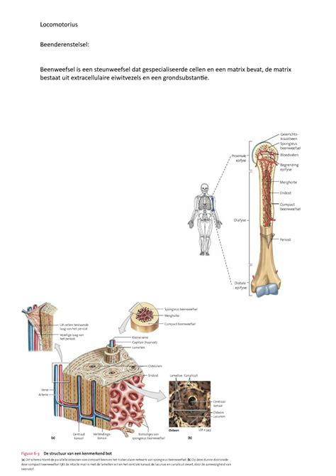 Beenderenstelsel Samenvatting Anatomie En Fysiologie Een Inleiding