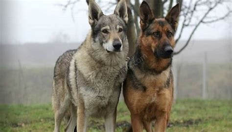 Wolf German Shepherd Husky Mix Dangerous Or Good • Shepsky Mix