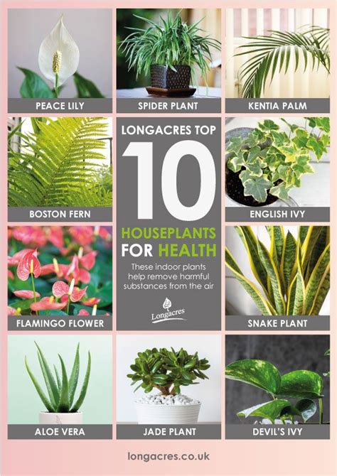 Longacres Top 10 Houseplants For Health Houseplants Indoor Plants