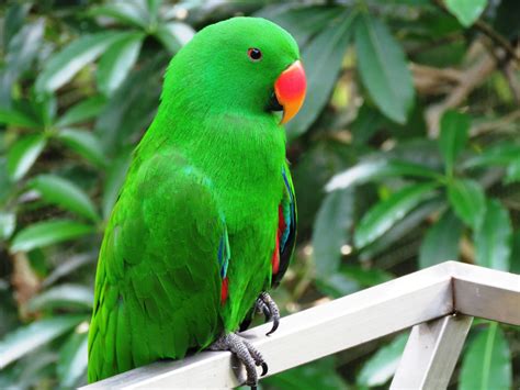 Free Stock Photo Of Beautiful Bird Cute Bird Green Parrot