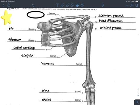 Anterior Upper Limb Flashcards Quizlet