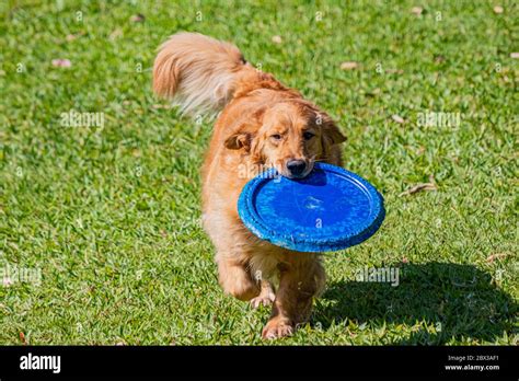 Golden Retriever Retrieving Frisbee Hi Res Stock Photography And Images