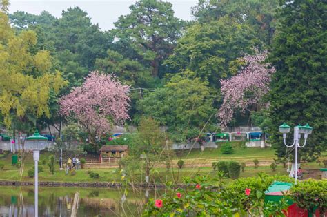 Shillong Cherry Blossom Festival 2019 Book Your Trip Here