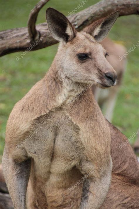 Canguru Australiano Macho Grande — Fotografias De Stock