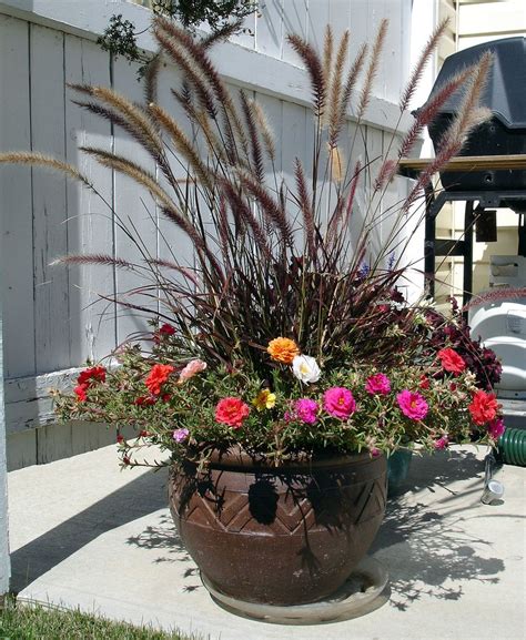 8 Water Wise Ornamental Grasses Ideas Tips Install It Direct