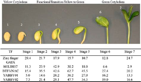 Seven Stages Of Soybean Cotyledon Development And Transcription Factor