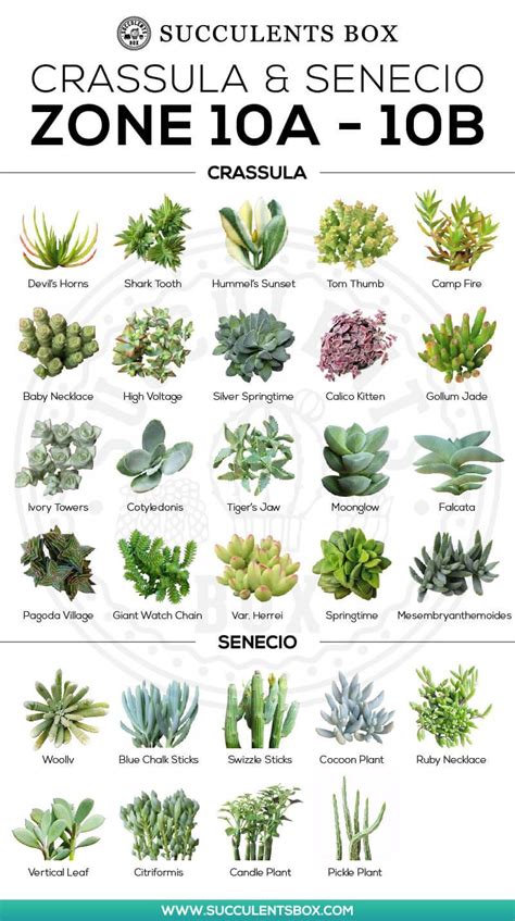 What Are The Different Types Of Succulents Yoiki Guide