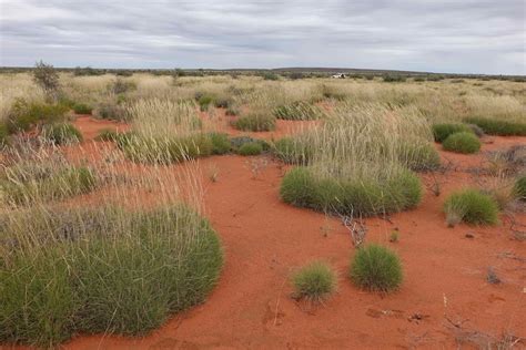 Mysterious Spinifex Grass Rings Of The Australian Outback May Be Caused