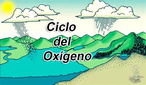 Explicación Del Ciclo Del Oxígeno Importancia Y Etapas O Pasos 💨 ️