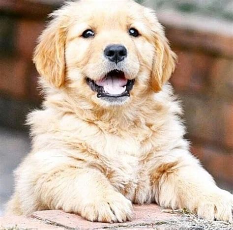 Golden Retriever Puppy ~ Such Happy Loving Smart Dogs
