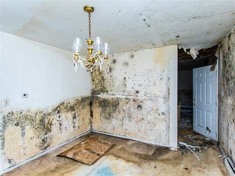 Top 5 Signs Of Mold In Your Home Rds Environmental