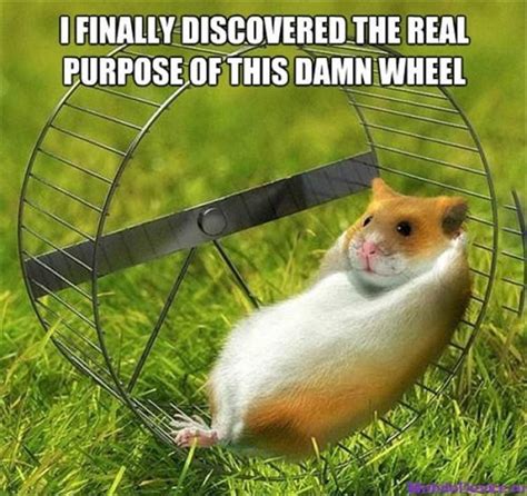 Pin By Jenny N On I Love Hamsters Funny Hamsters Funny Animal Memes