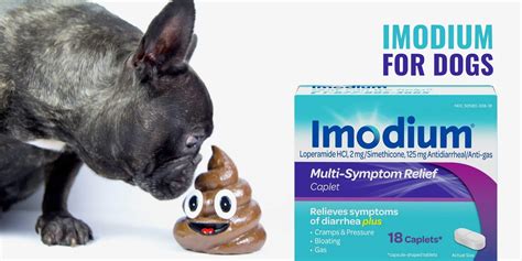 Imodium For Dogs Dog Diarrhea Safety Dosage Top Tips And Faq