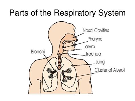 Ppt Parts Of The Respiratory System Powerpoint Presentation Free