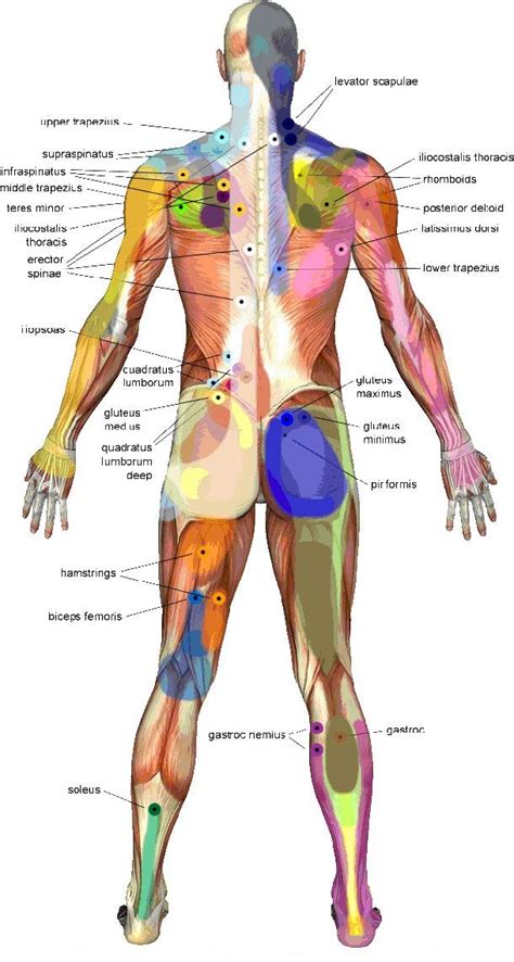 Trigger Point Massage Therapy Back Body Guide Massage Therapy Trigger Point Massage Trigger