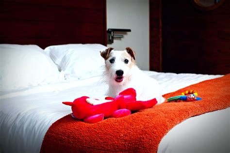6 Best Pet Friendly Hotels In Florida Alltherooms The Vacation