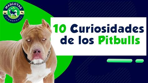 10 Fascinantes Curiosidades Que No Sabías Sobre Los Pitbulls Mascotario