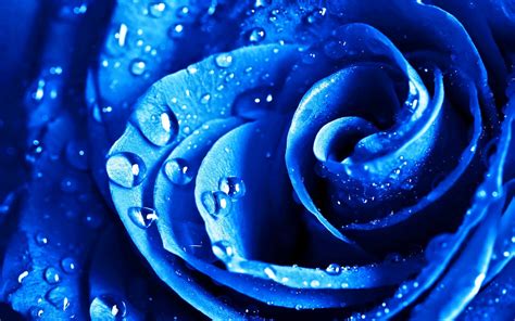 Blue Roses To Of Dew Wallpaper HD My Love Wallpaper HD
