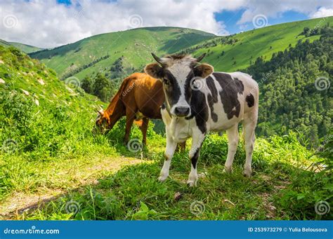 View Of Cows In Caucasus Mountains Stock Image Image Of Russia Tree