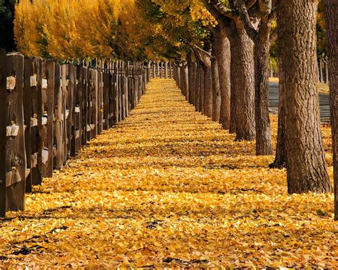 Wallpaper Trees Yellow Leaves Path Fence Park Autumn 1920x1200 Hd