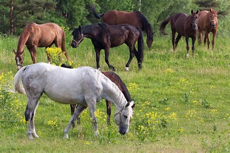 Søker Hester Til Studie Av Blodorm I Norge