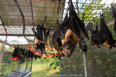 Nature Picture Library Spectacled Flying Foxes Pteropus Conspicillatus