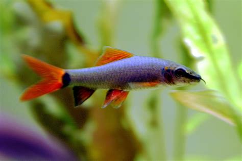 Rainbow Shark Care Guide Diet Tank Mates Diseases Breeding And More