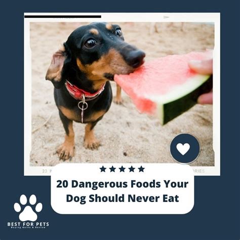 20 Dangerous Foods Your Dog Should Never Eat