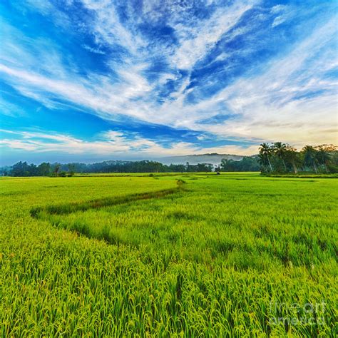 Paddy rice panorama Photograph by MotHaiBaPhoto Prints
