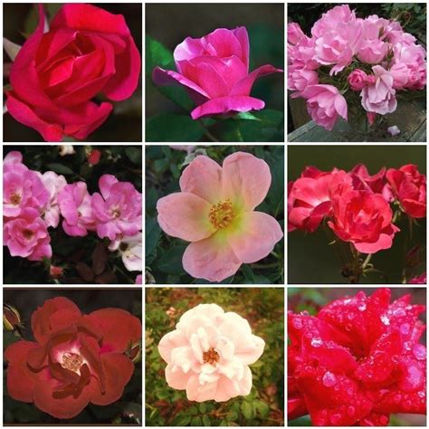 Knockout Rose Color Varieties Add Color To Any Garden With Knock Out