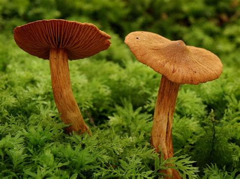 Deadly Fungi 8 Poisonous Mushrooms In The World Whatdewhat