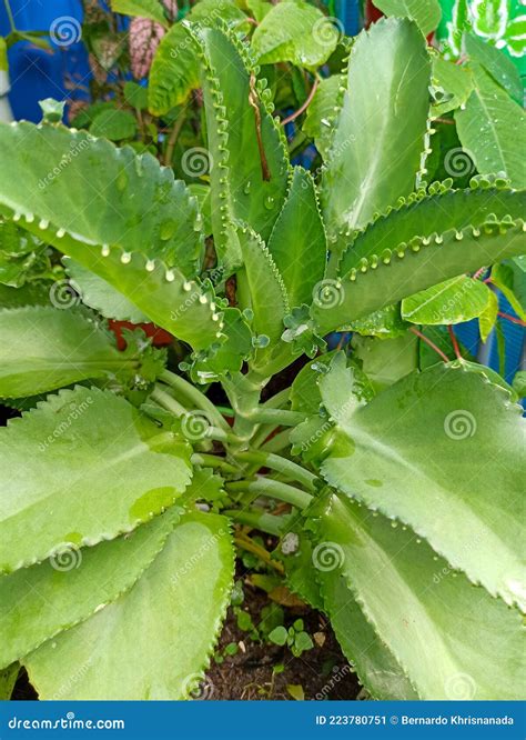 Picture Of Kalanchoe Pinnata Formerly Known As Bryophyllum Pinnatum