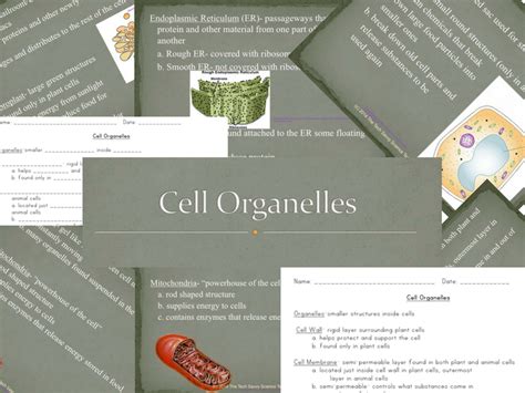 Cell Organelle Notes And Powerpoint Teaching Resources