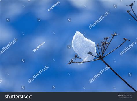 Bright Snow Lump On Winter Field Stock Photo 1012611910 Shutterstock