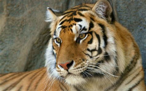Bengal Tiger Wallpapers Hd Wallpapers Id 1536