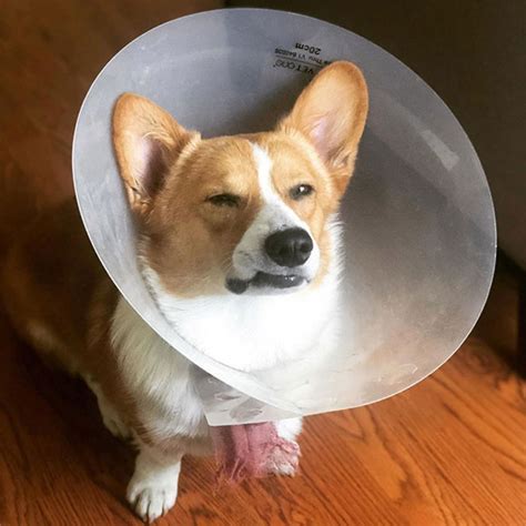Pics Of Pets Wearing The Cone Of Shame Lipstick Alley