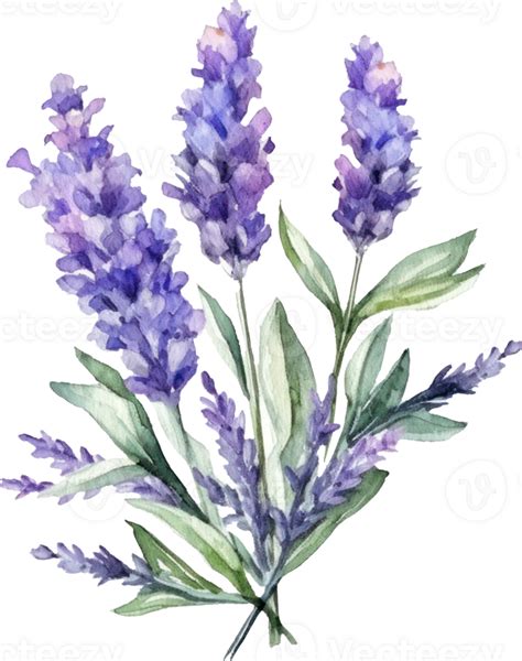 Lavender Flowers Watercolor Illustration Ai Generated 24045806 Png