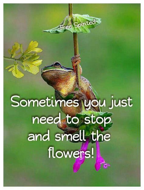 Pin By Joyce Kolb On Purple Frog Pictures Frog Life Cute Frogs