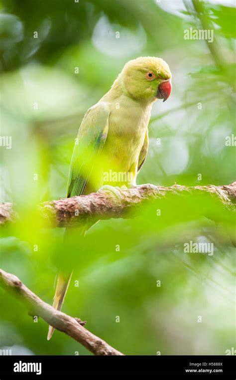 Alexandrine Parakeet Psittacula Eupatria Sri Lanka Stock Photo Alamy