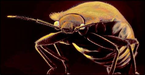 New Bed Bug Worry For Travelers