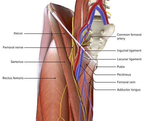Femoral Region And Hernias Anatomy Lecturio Medical