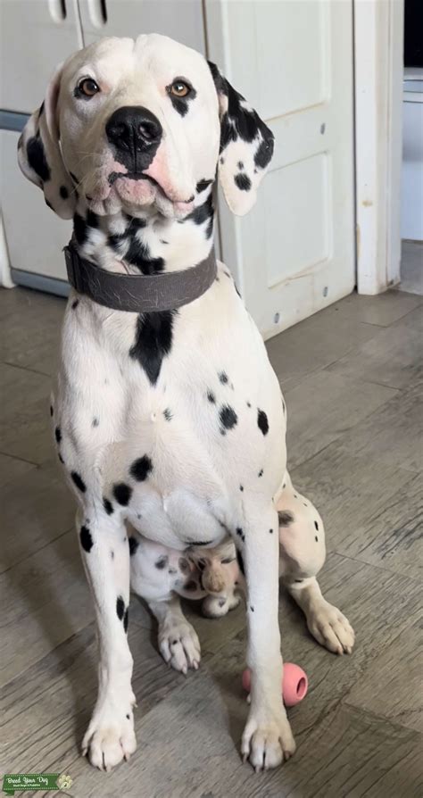 Dalmatian Stud Stud Dog In Los Angeles The United States Breed