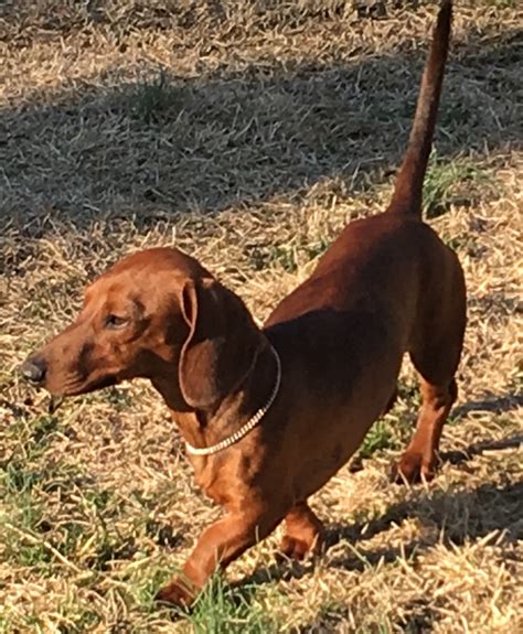 With their long bodies and inquisitive faces, dachshunds are quite iconic. Dachshund Puppies For Sale | Carrollton, VA #287739