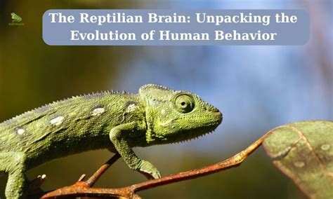 Unleashing The Power Of The Reptile Theory Connect With Your Audience