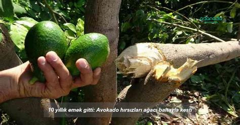 10 Yıllık Emek Gitti Avokado Hırsızları Ağacı Baltayla Kesti Adanadanet