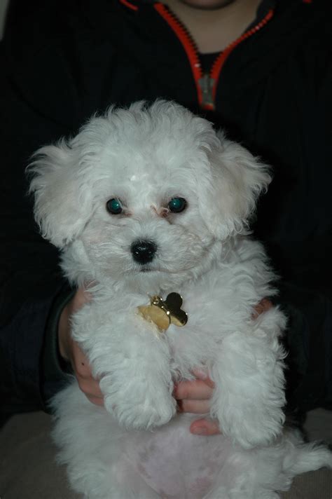 Bichon Puppy Like One Of Mine