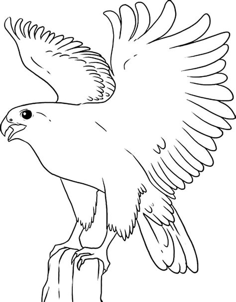 Falcon Coloring Pages To Download And Print For Free