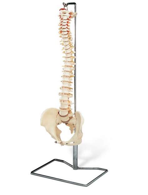 Human Spine Disorders Anatomical Chart Anatomical World Wide