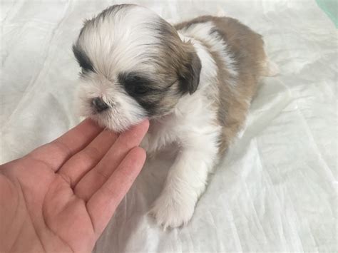 Shih tzu is considered as one of the oldest dog breed originated in asia and one of the most famous dog breed now a days.every breed carries some health concerns some of them are genetic some occur due to excessive and careless. Shih Tzu Puppies For Sale | Denver, CO #216662 | Petzlover